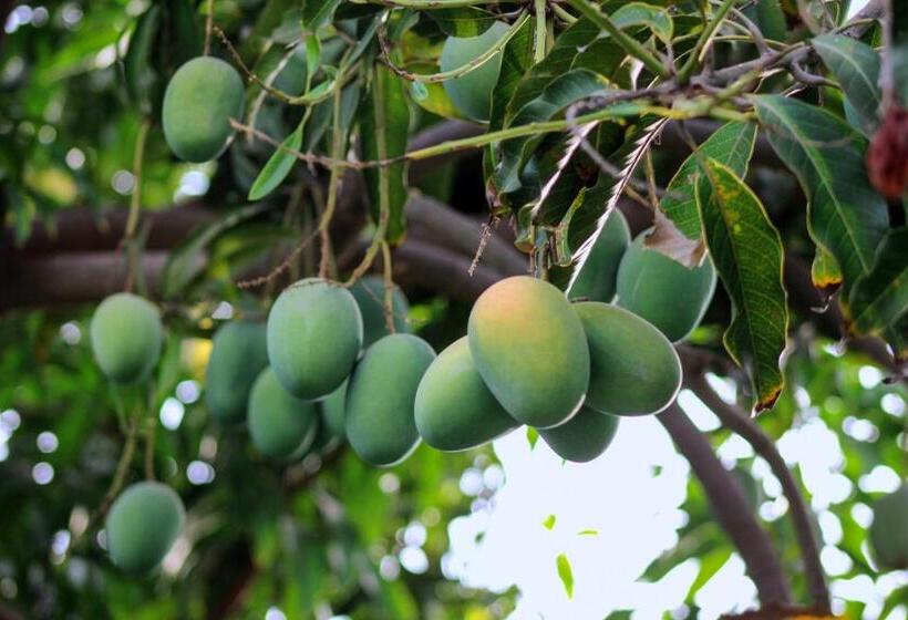 Pushkarorganic   Lux Farm Resort With Pool