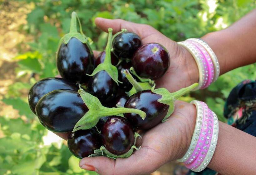 Pushkarorganic   Lux Farm Resort With Pool