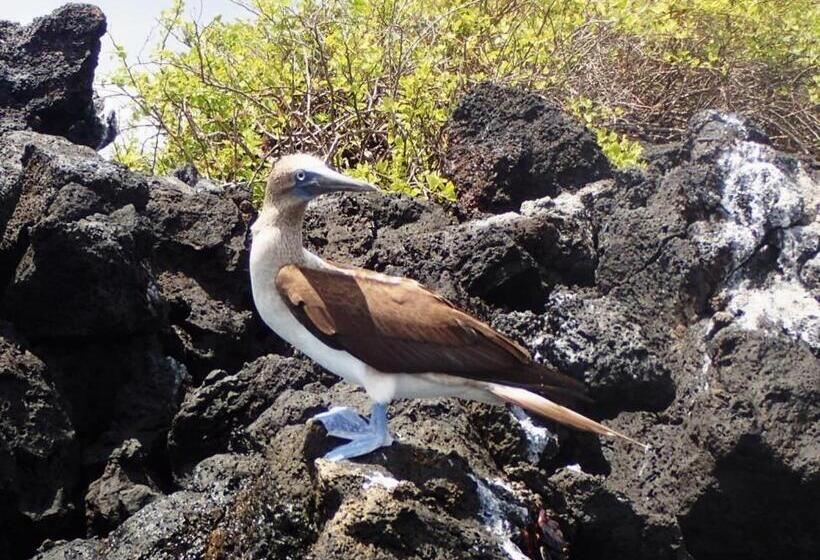 هاستل Black Beach House