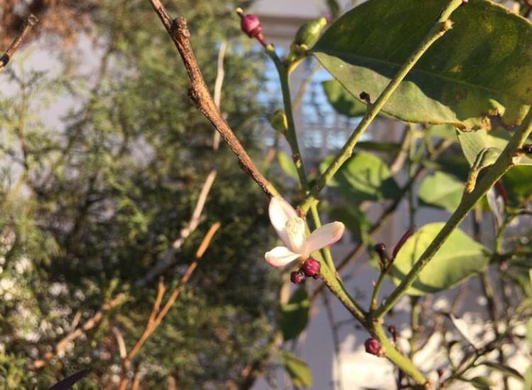 تختخواب و صبحانه Nour Mogador