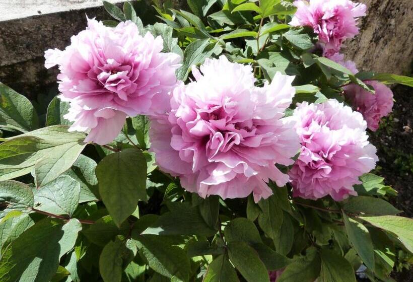 Bed and Breakfast Chambres D Hotes Le Plassalou