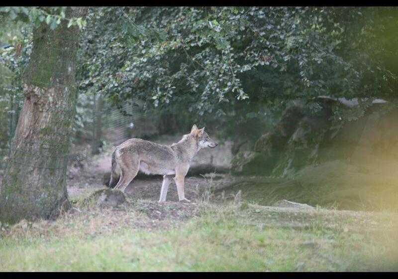 مبيت وإفطار Chambres D Hôtes La Maison De Monsieur Chaussette