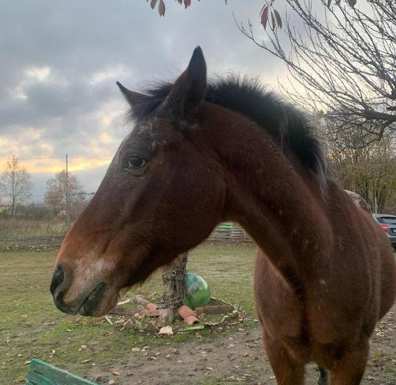 ベッドアンドブレックファースト La Baia Dei Lupi