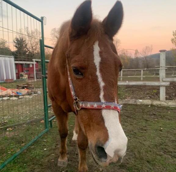 ベッドアンドブレックファースト La Baia Dei Lupi