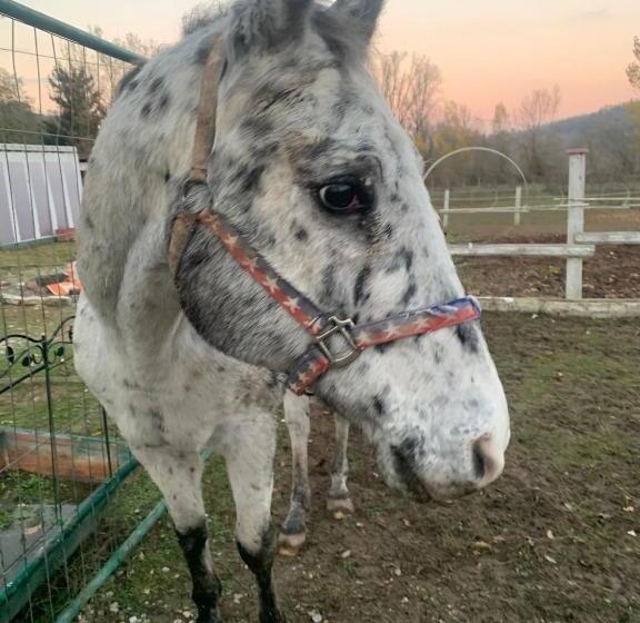 Bed and Breakfast La Baia Dei Lupi