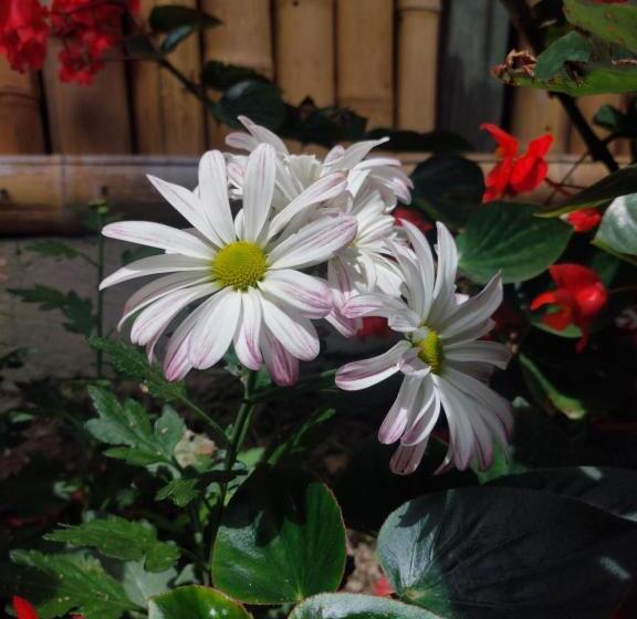 مبيت وإفطار Las Cabañas Del Escobo   Cabaña Tucán