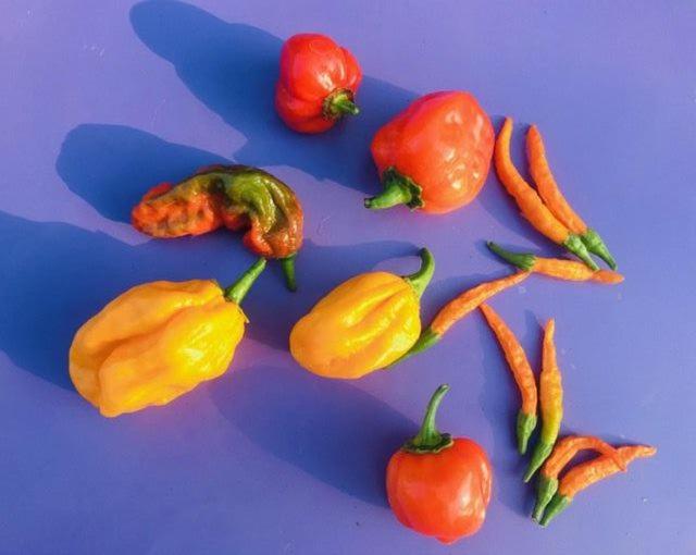 민박 Palazzetto Ardi