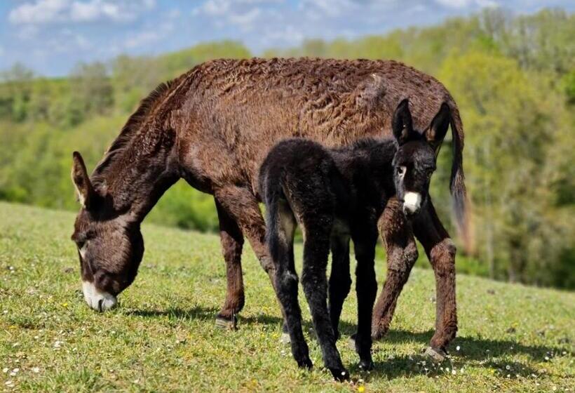 Отель Gîte Et Lodges Du Hitton