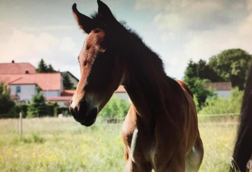 ホテル Gut Fischer