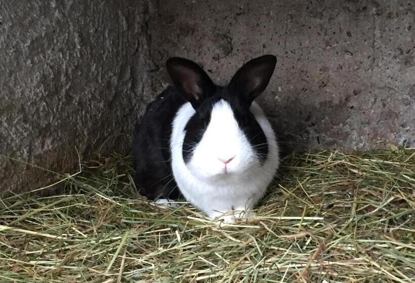 ホテル Gut Fischer