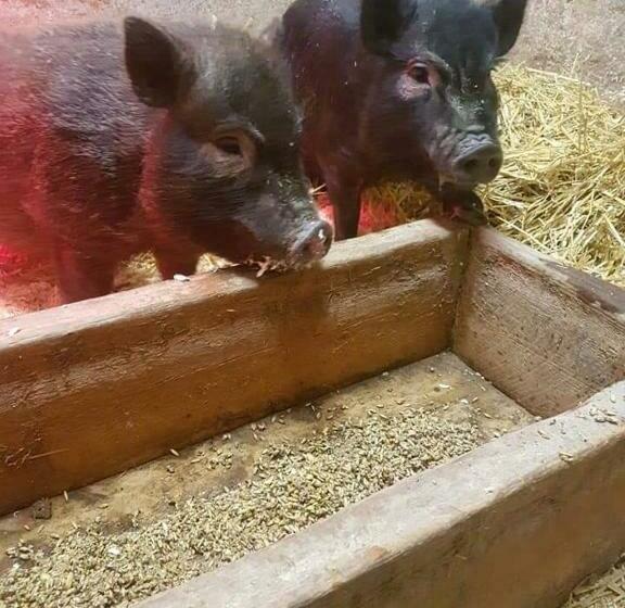 Отель Myskje Gård