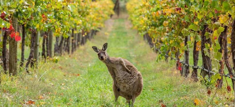 Пансион Adelaide Hills Escape