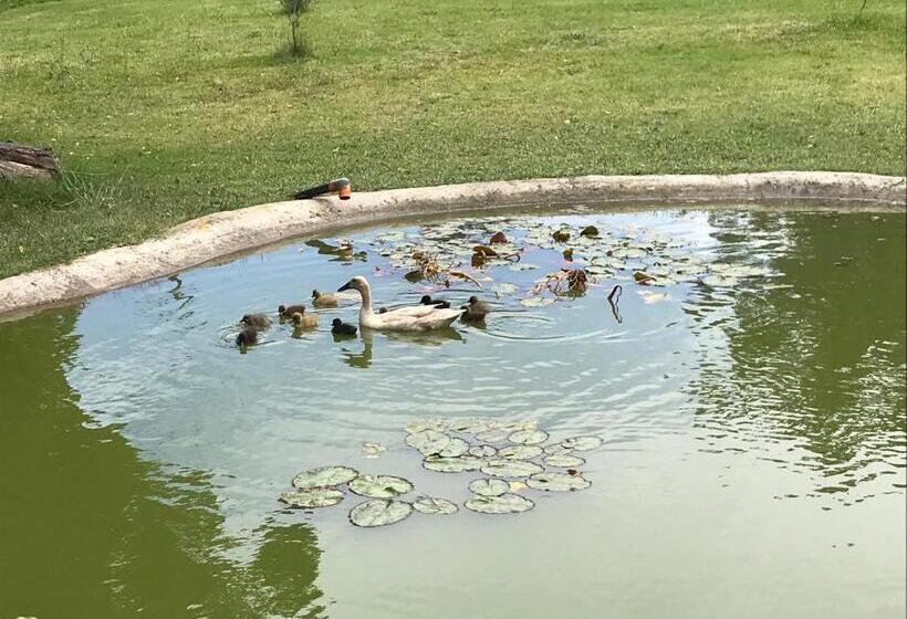 بنسيون The Store