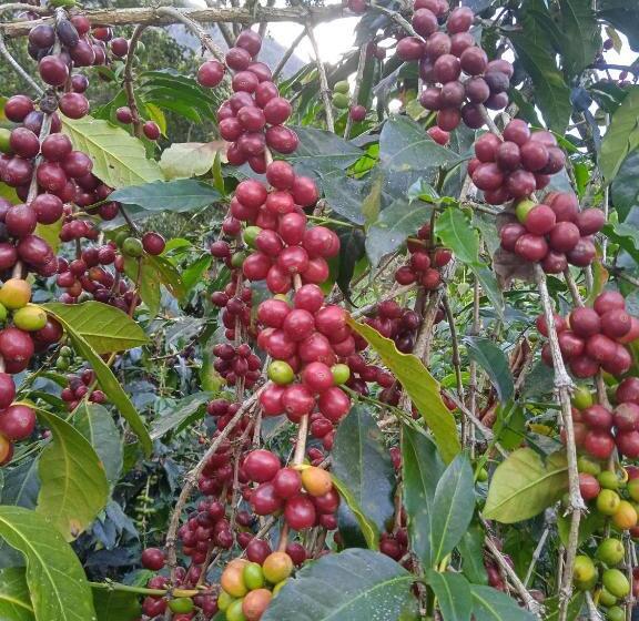 호스텔 Lia B&b Lucmabamba