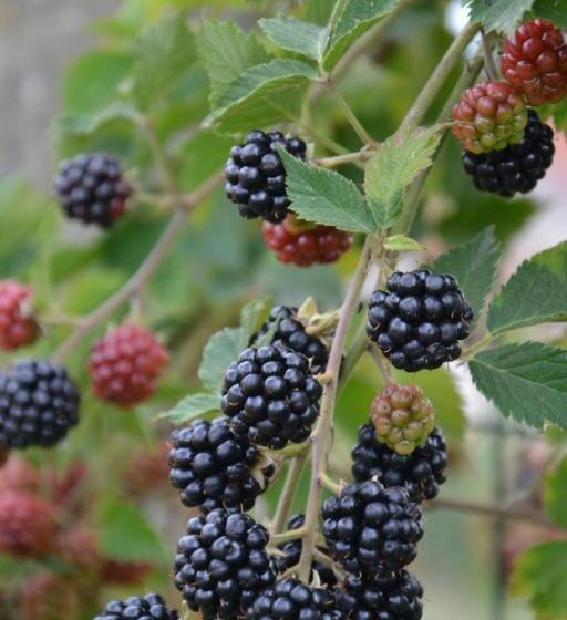 민박 Chambres D Hôtes La Luce