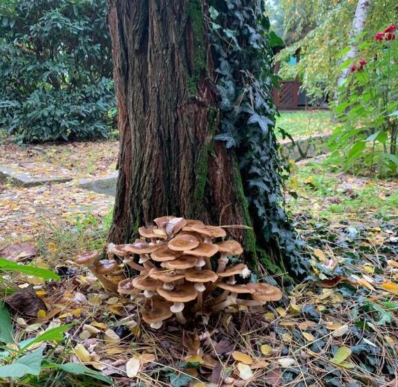 مبيت وإفطار Daiconi Boutique House