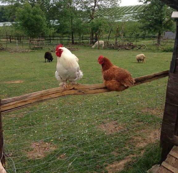 Bed and Breakfast La Roche Parthenay Farm