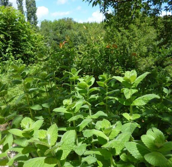 Bed and Breakfast Le Moulin De Cors