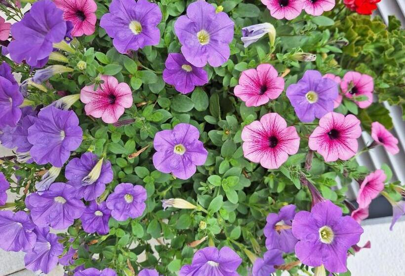 مبيت وإفطار Pension Puster