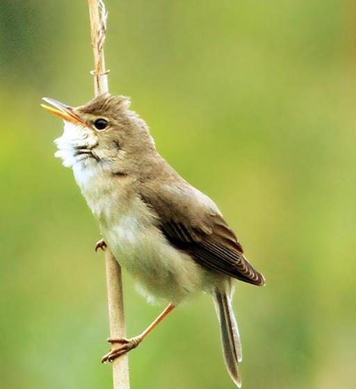 צימר Somerleyton Meadows   The Hideaway Hut & Hot Tub
