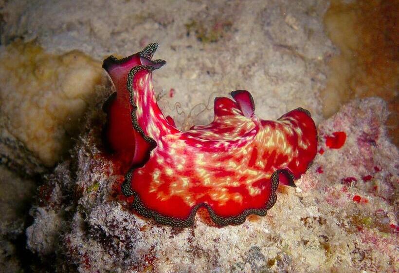 Borneo Divers Mabul Resort