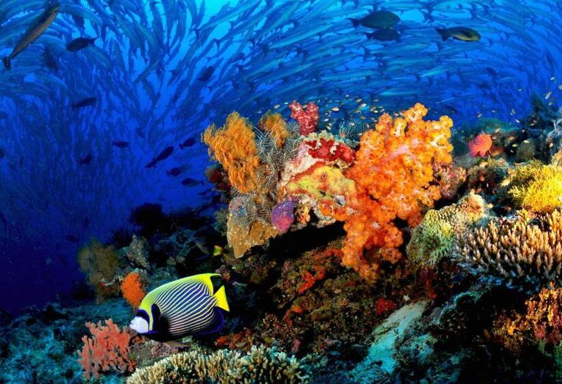 Borneo Divers Mabul Resort