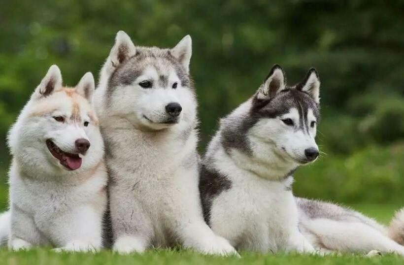 호텔 Life Farms   Near Mopa Airport Goa