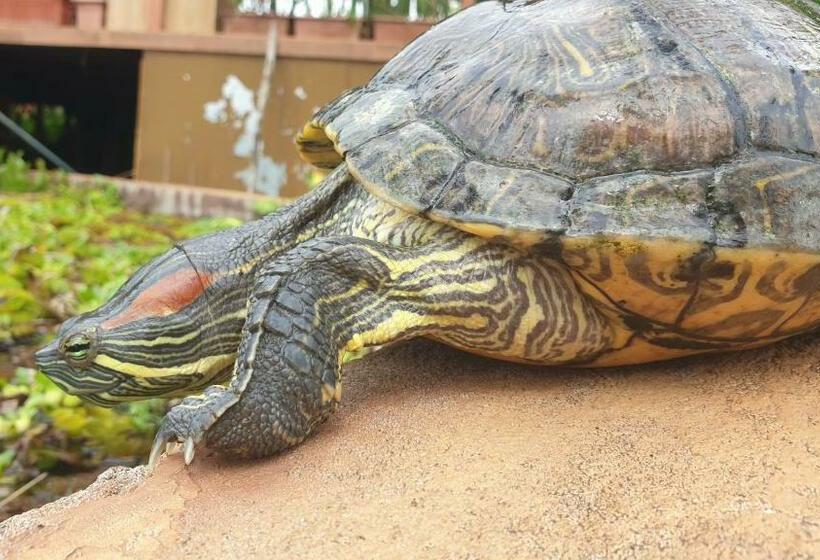 בית מלון כפרי Life Farms   Near Mopa Airport Goa