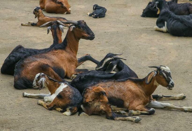 호텔 Life Farms   Near Mopa Airport Goa