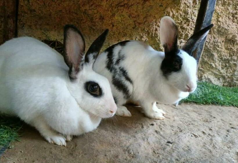 בית מלון כפרי Life Farms   Near Mopa Airport Goa