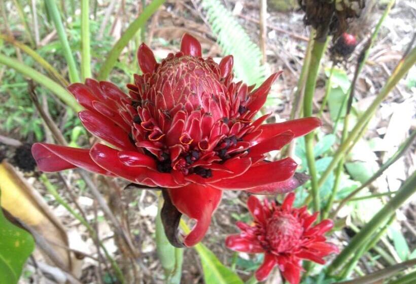 هتل Masokut Surf Camp Siberut Mentawai Surfing Barrels