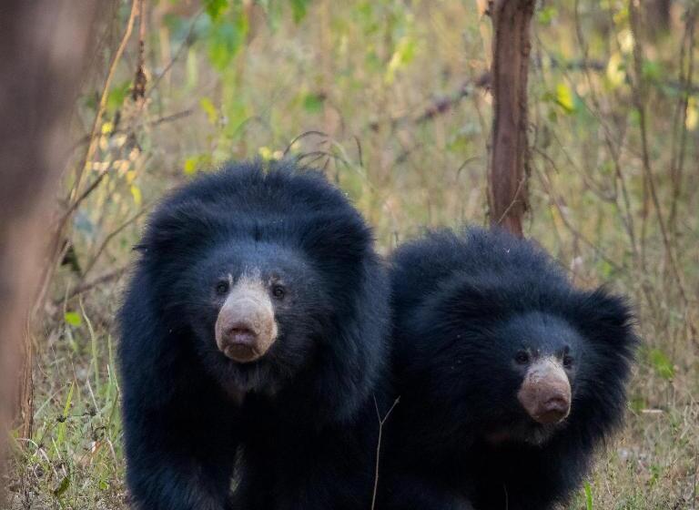 호텔 Saccharum Safari Lodge