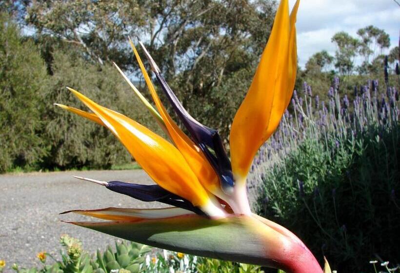 Austiny Bed And Breakfast Victor Harbor