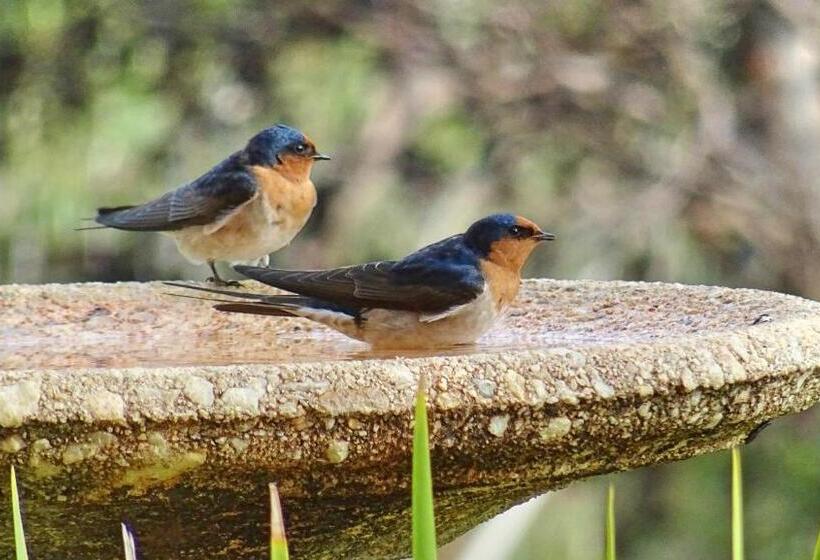 Austiny Bed And Breakfast Victor Harbor