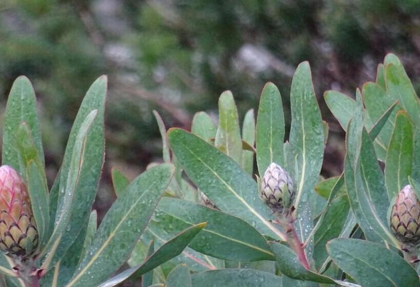 Austiny Bed And Breakfast Victor Harbor