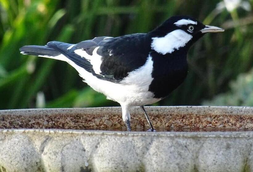 Austiny Bed And Breakfast Victor Harbor