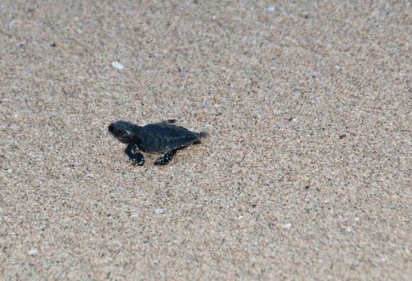 Delcanto Residences By Latour Hotel And Resorts