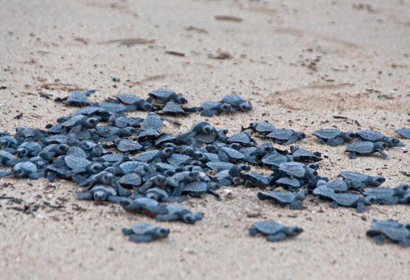 Delcanto Residences By Latour Hotel And Resorts