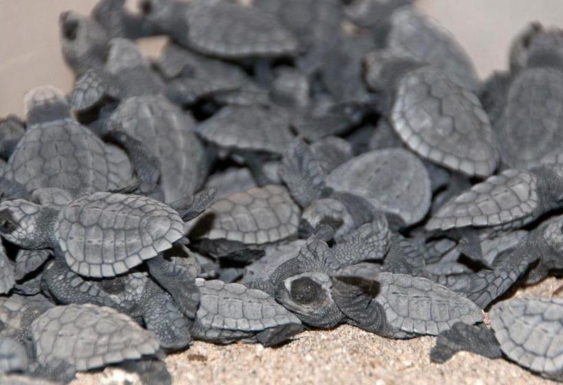 Delcanto Residences By Latour Hotel And Resorts