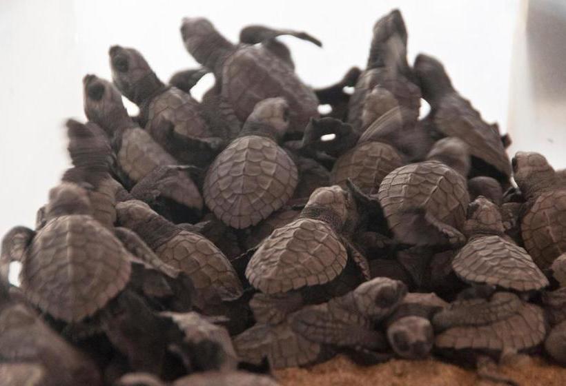 Delcanto Residences By Latour Hotel And Resorts