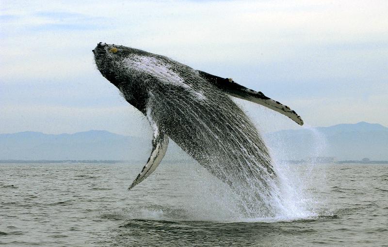 בית מלון כפרי Xinalani Retreat Mexico