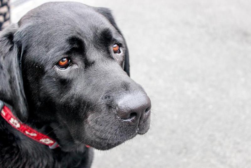 فندق على الطريق Alexis Motor Lodge