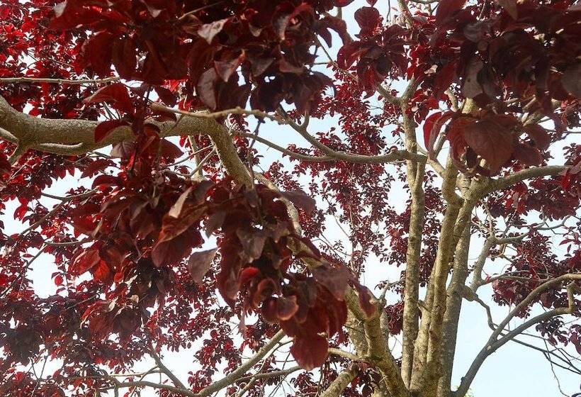 Skion Palace Beach Hotel   Bungalows Boutique