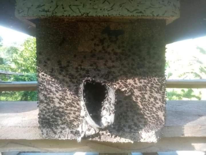 בית מלון כפרי Jolits Ecogarden Hostel