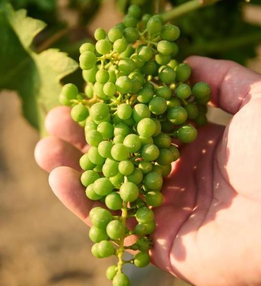 בית מלון כפרי Thaya Vinařství