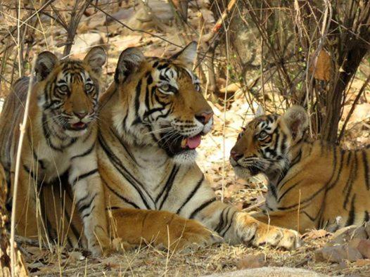 Jungle View Resort Ranthambhore