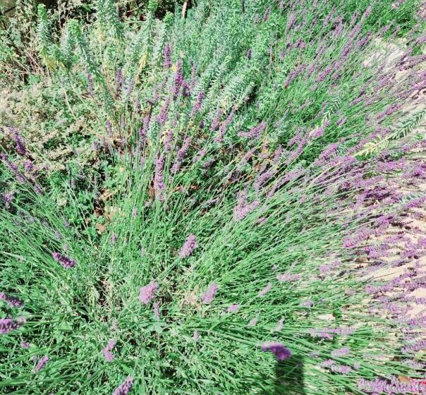 膳宿费 Barbarens Maison D Hotes