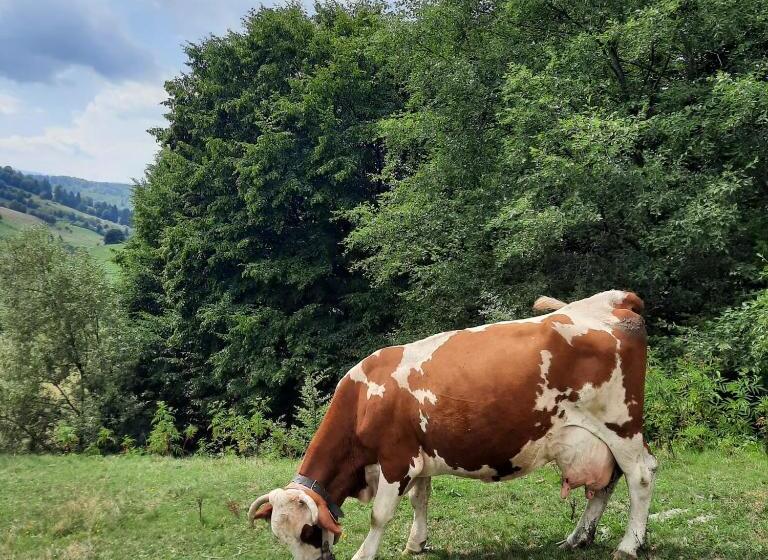 Пансион Complex Dealu  Frumos