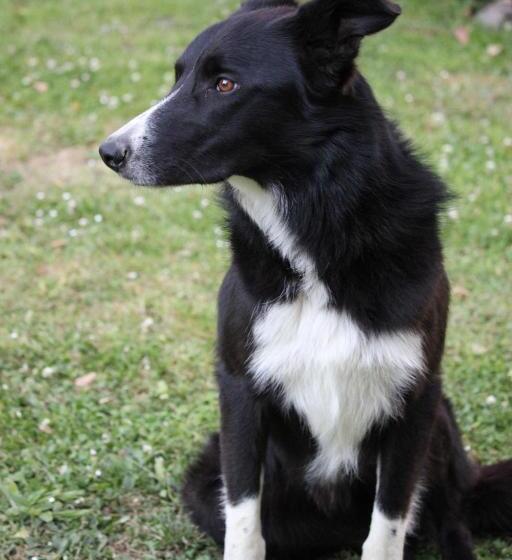 ベッドアンドブレックファースト Bretagne Chambre D Hôtes Suite 53m2 Et Caravane Vintage Avec Cuisine Et Salle De Bains Privées Britt