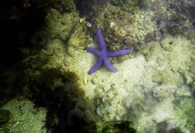 호텔 Smallfry S Beach Resort